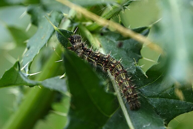 Distelrups