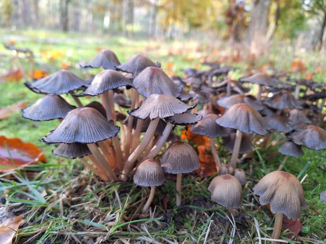 5 dingen die je nog niet wist over paddenstoelen