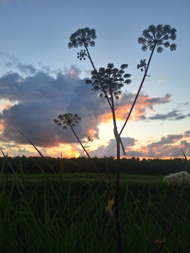 Avondzon