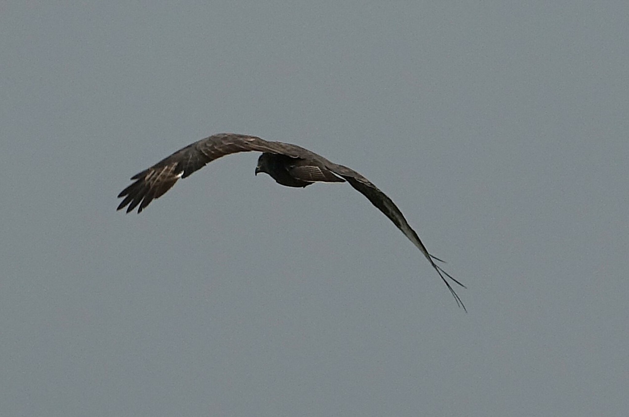 Buizerd