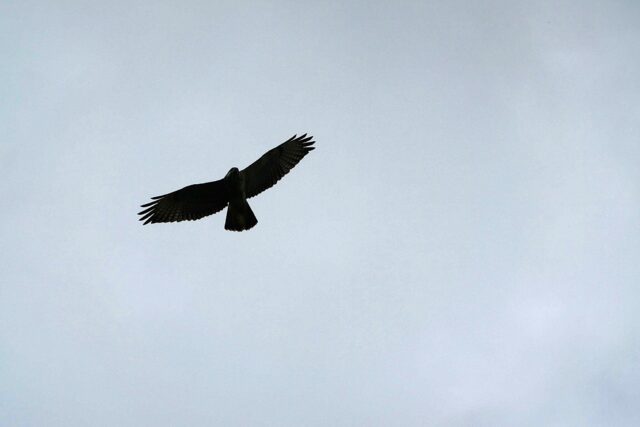 De buizerd