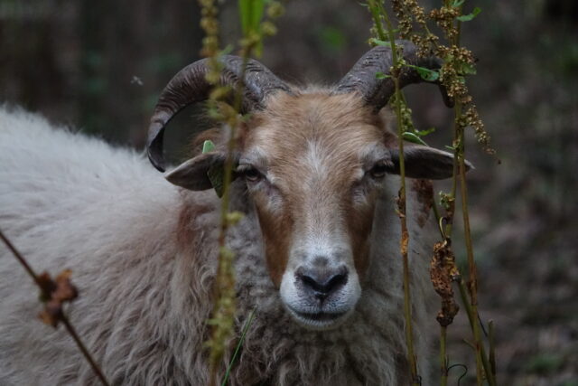 Schaap 597