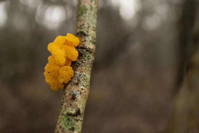 Kleur in de winter
