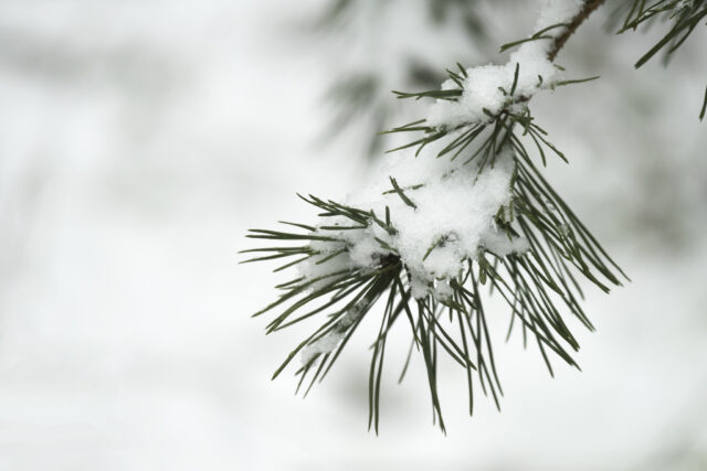 Mepperdennen: Een witte wereld