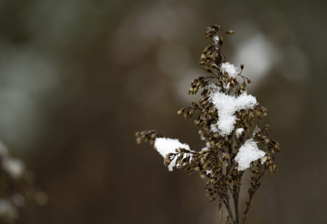 Sporen in de sneeuw