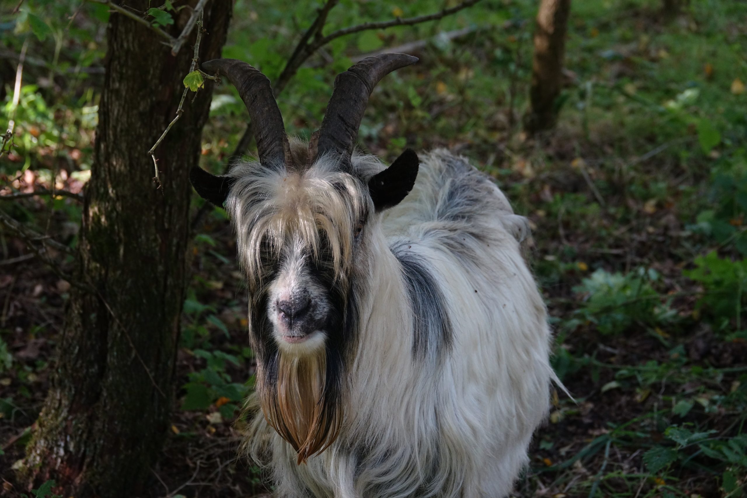 Geiten
