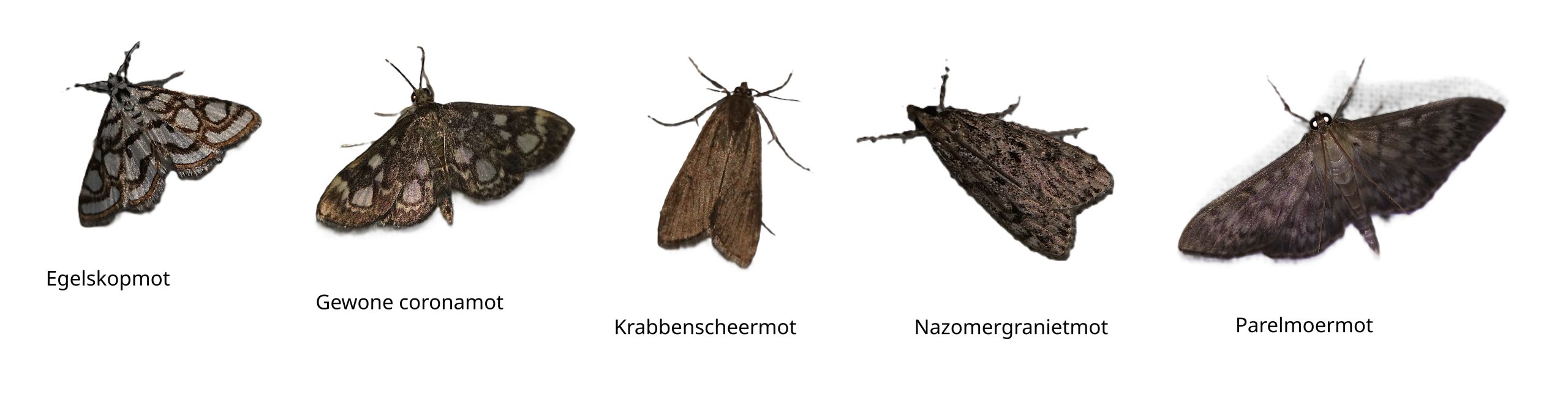 Nachtvlinders