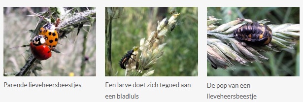 Lieveheersbeestjes