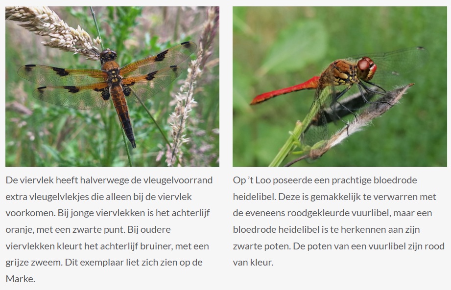 Libellen